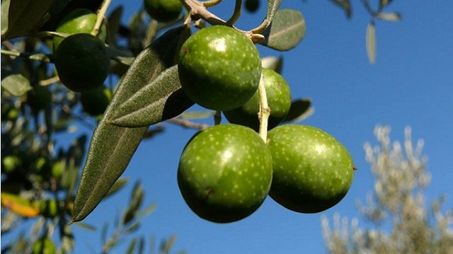 হেমন্তে জলপাইয়ের স্বাদে