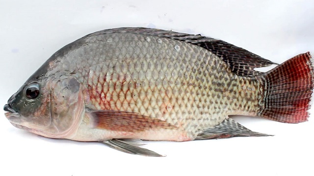 গবেষণায় তেলাপিয়া মাছ বাড়ায় ক্যান্সারের ঝুঁকি