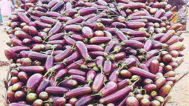 শেরপুরের বোতল বেগুনে কৃষকের মুখে হাসি