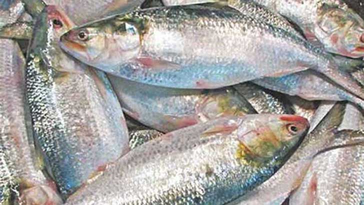 বাংলাদেশ ইলিশ উৎপাদনে বিশ্বে প্রথম